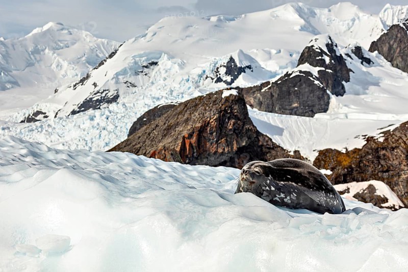 A sleeping seal rests on a patch of ice in front of snow-covered mountains, A seal rests on the ice surrounded by snow-covered mountains in a cold Arctic landscape, Weddell seal (Leptonychotes weddellii) on an ice floe in the Antarctic
