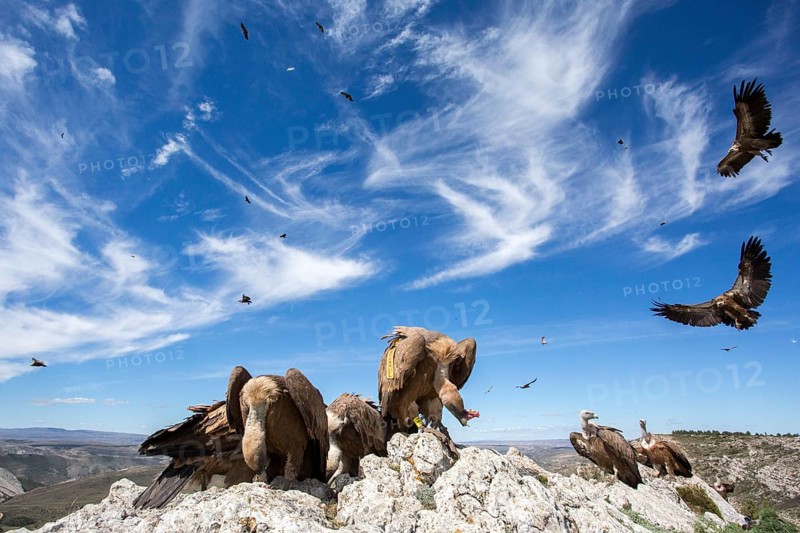 Griffon Vulture (Gyps fulvus) perched on a rock, Aragon, Spain