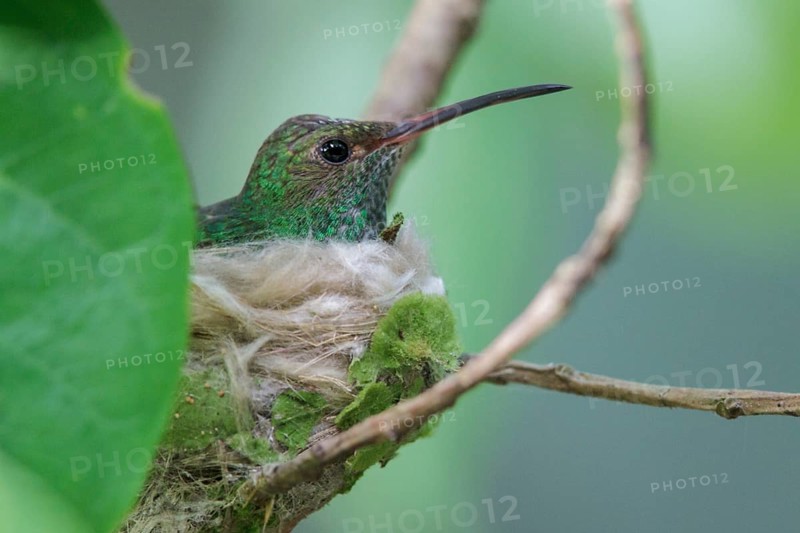 Rufous-tailed Hummingbird (Amazilia tzacatl) perched on a branch on its nest in Costa Rica