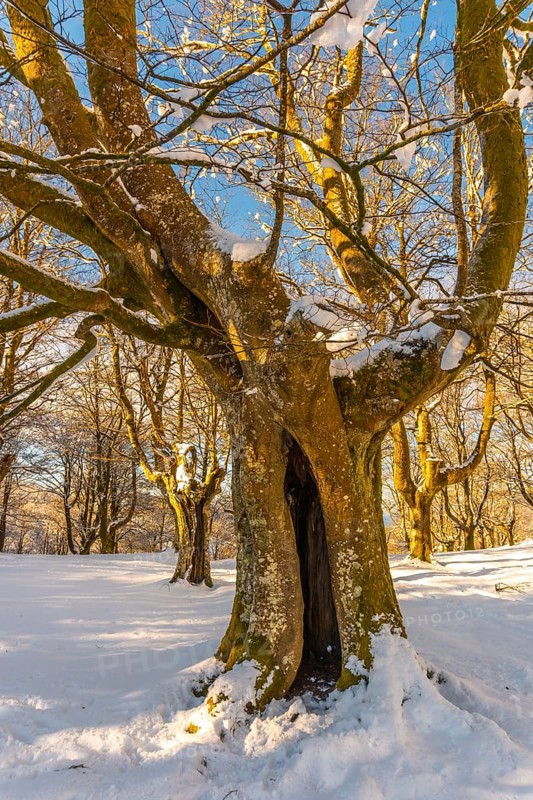Giant tree in the Oianleku natural park at sunrise in the town of Oiartzun in Peñas de Aya, Gipuzkoa. Basque Country