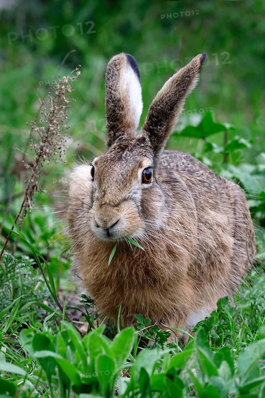 Beautiful brown hare (Lepus europaeus), April, Germany