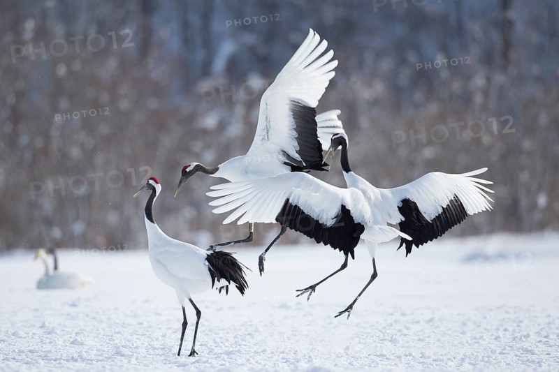 Red-crowned Crane (Grus japonensis) group, Hokkaido, Japan