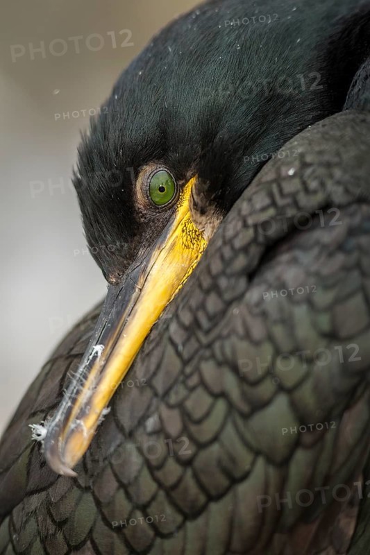 European Shag (Phalacrocorax aristotelis) adult portrait, Farne Islands, United Kingdom