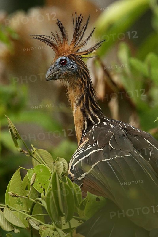 Hoatzin (Opisthocomus hoazin) perched in tree, Orinoco Delta, Venezuela