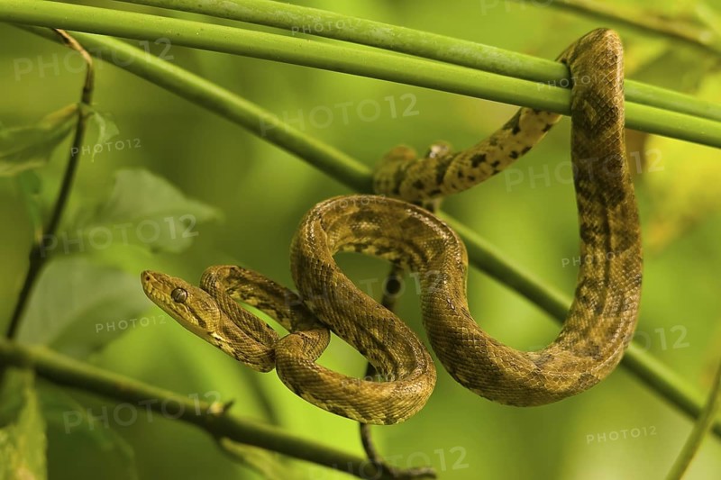 Ringed tree boa near Carara National Park