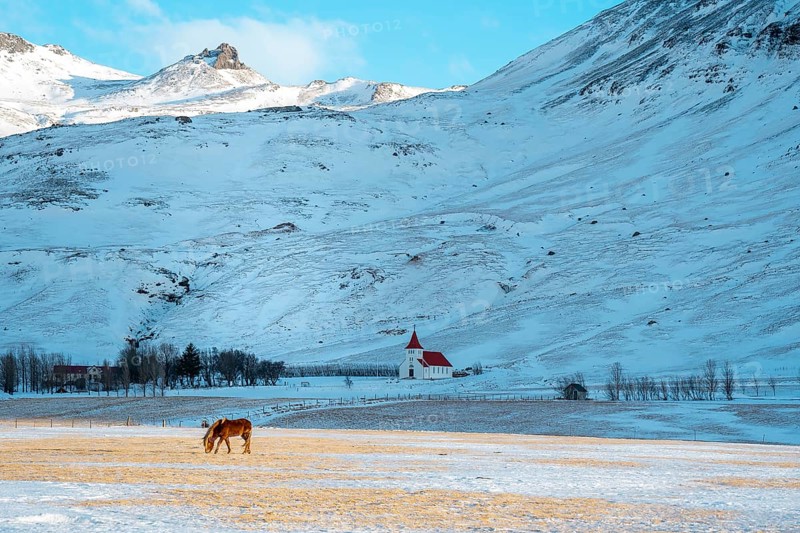 Peaceful winter landscape in Iceland, featuring a horse grazing in a snow-covered field. A quaint church sits against a backdrop of majestic mountains under a bright sky