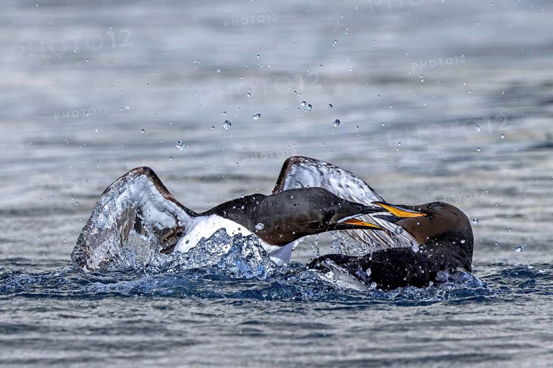 Two thick-billed murres, Brünnich's guillemots (Uria lomvia) in breeding plumage fighting in the Arctic Ocean in summer, Svalbard, Spitsbergen