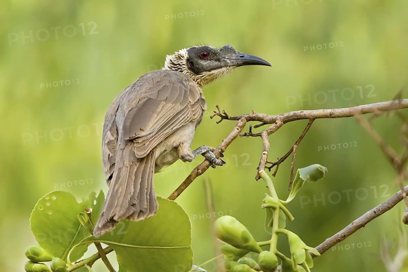 Silver-crowned Friarbird (Philemon argenticeps), Western Australia, Australia