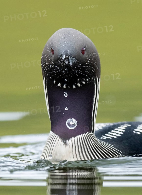 Black-throated Loon (Gavia arctica), Iceland