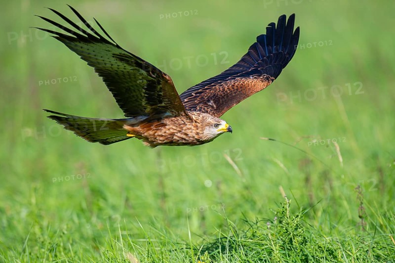 Red kite (Milvus milvus) flying, Gerolstein, Rhineland-Palatinate, Germany