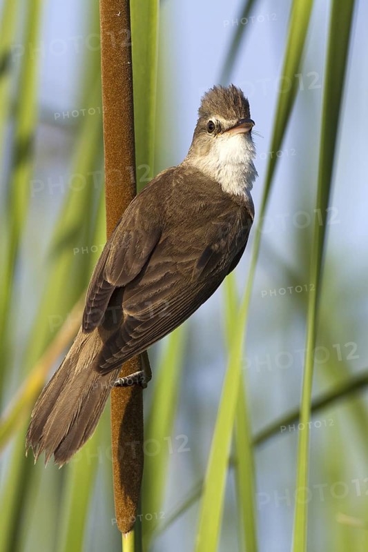 Great Reed Warbler (Acrocephalus arundinaceus), Castile-La Mancha, Spain