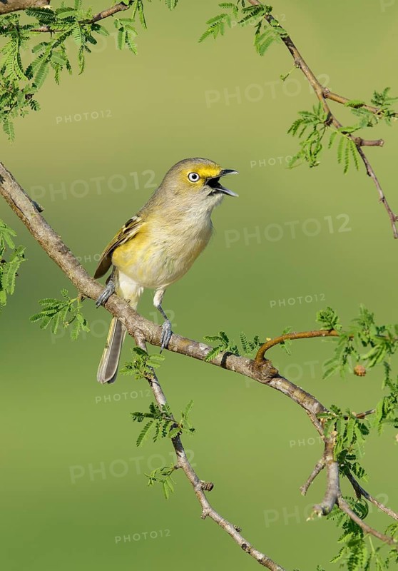 White-eyed Vireo (Vireo griseus) singing from a branch, Texas, USA