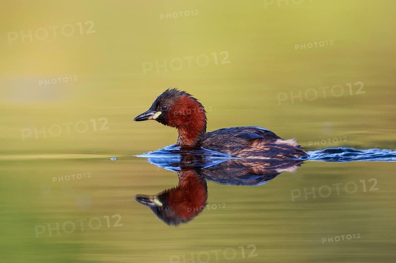 Little Grebe (Tachybaptus ruficollis), North Rhine-Westphalia, Germany