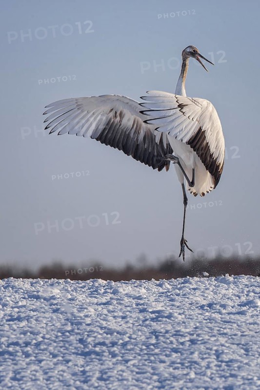 Red-crowned Crane (Grus japonensis) flapping, Hokkaido, Japan