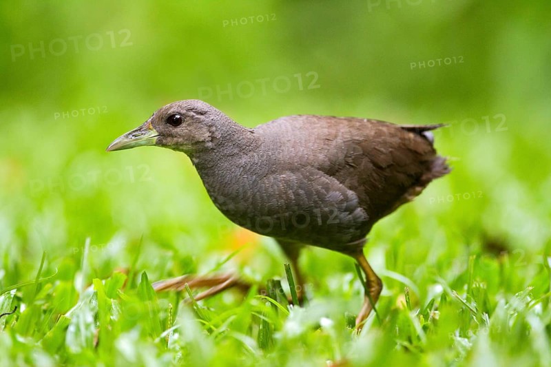 Pale-vented Bush-hen (Amaurornis moluccana ruficrissa), Queensland, Australia