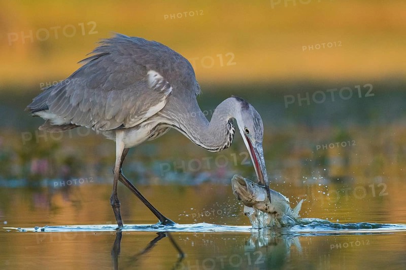 Grey Heron (Ardea cinerea) with fish prey in beak, Tiszaalpár, Hungary