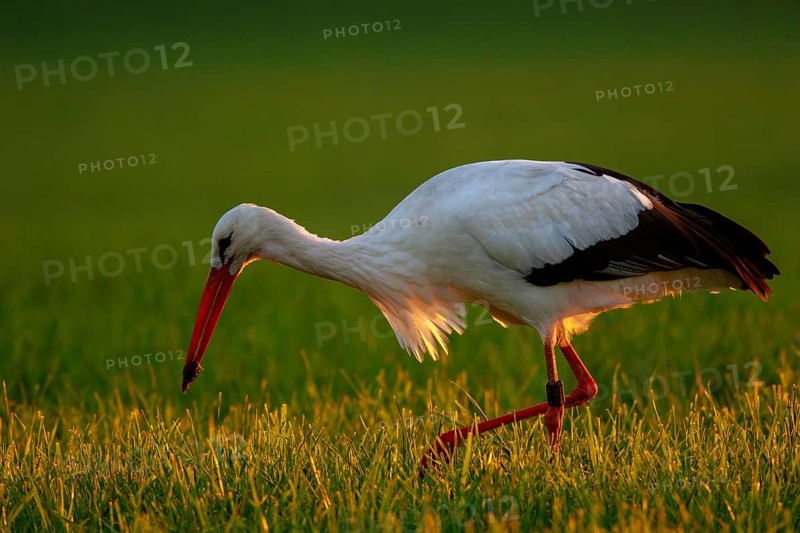 White Stork (Ciconia ciconia) foraging, North Rhine-Westphalia, Germany