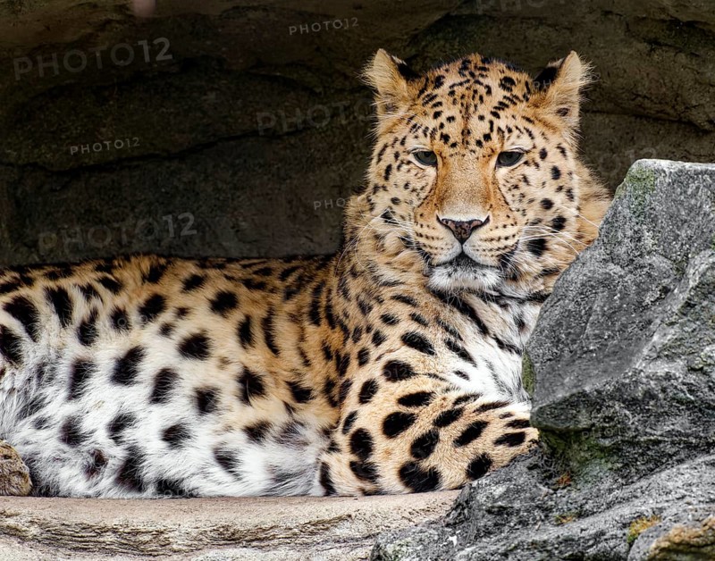 Amur leopard (Panthera pardus orientalis), captive, threatened with extinction, animal portrait, predator, leopard, big cat, captive, distribution border area Russia and China