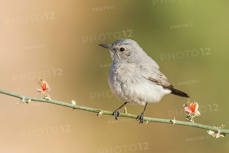 Blackstart (Oenanthe melanura), Eilat, Israel
