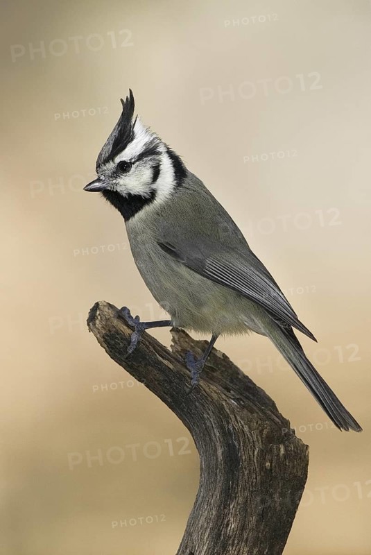 Bridled Titmouse (Baeolophus wollweberi), Arizona, USA