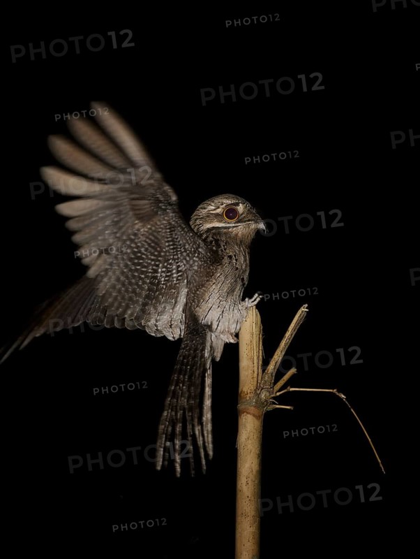 Common Potoo (Nyctibius griseus), Trinidad and Tobago