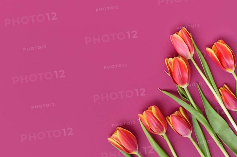 Dark orange tulip flowers with yellow tips on pink background. Floral spring background with copy space