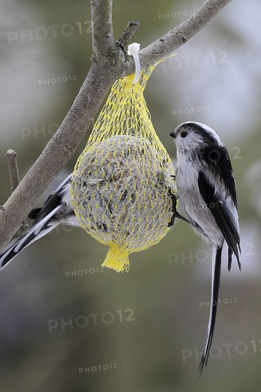Long-tailed Tit (Aegithalos caudatus), North Rhine-Westphalia, Germany