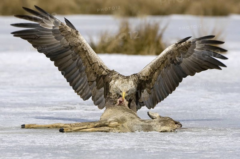White-tailed Eagle (Haliaeetus albicilla), Mecklenburg-Western Pomerania, Germany