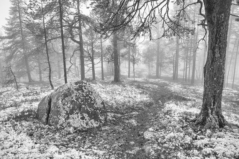 Path in foggy pine forest, Alvdal, Hedmark, Innlandet, Norway, November 2025