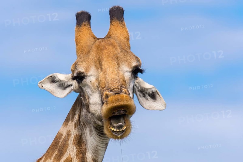 Giraffe (Giraffa) in the savannah, Kruger National Park, South Africa