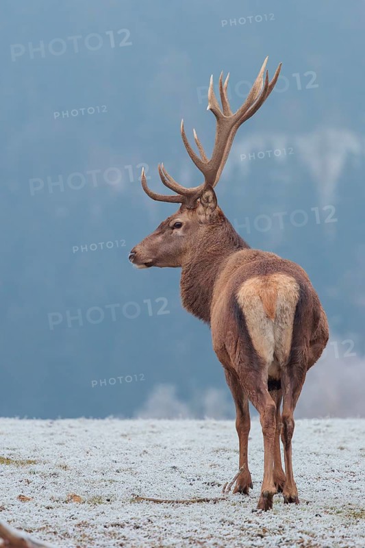 A red deer stag (Cervus elaphus) stands on a misty day on a meadow covered in hoar frost. A forest can be seen in the background