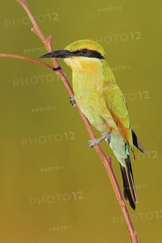 Rainbow Bee-eater (Merops ornatus) juvenile, Western Australia, Australia