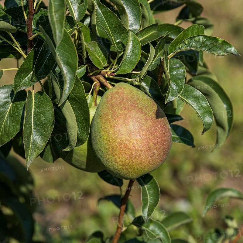 Pear (Pyrus communis KÖSTLICHE VON CHARNEU),  Germany