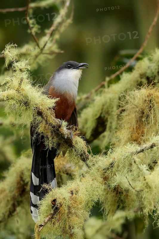 Chestnut-bellied Cuckoo (Coccyzus pluvialis) perched on a branch in Jamaica in the Caribbean