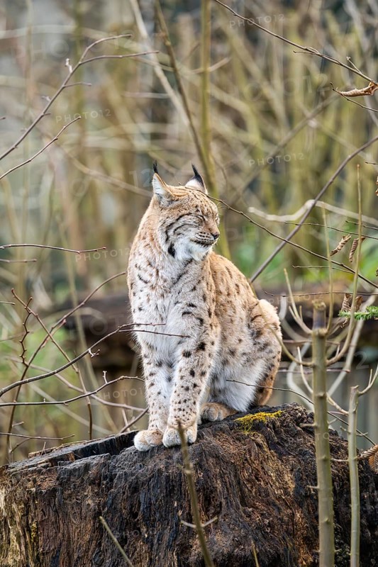 Eurasian lynx (Lynx lynx), in a forest, captive, Bavaria, Germany