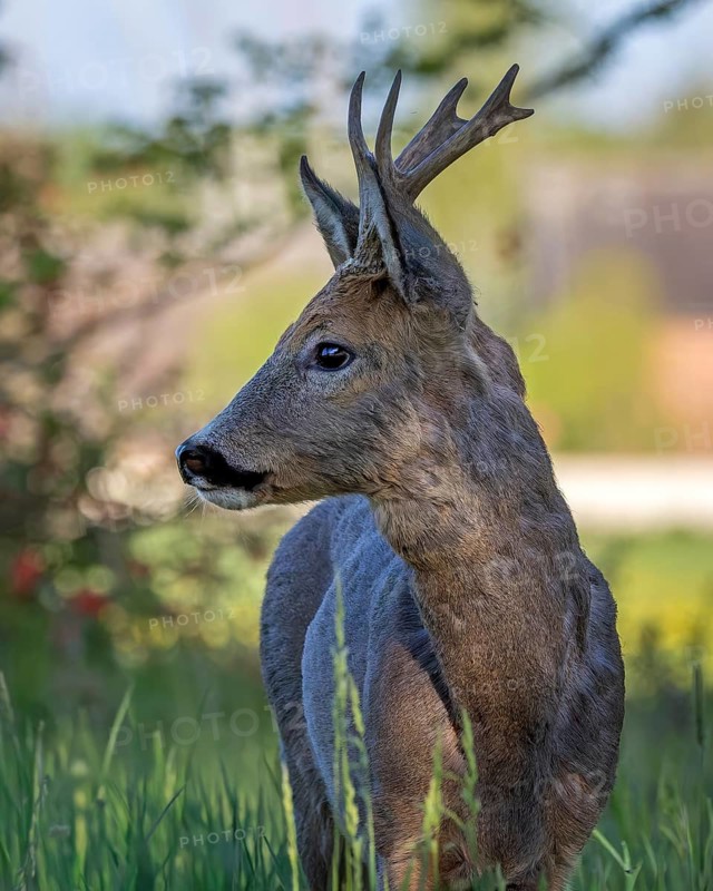 Roe deer (Capreolus capreolus) roebuck, buck hunting, portrait, horns, horns, Middle Elbe Biosphere Reserve, Saxony-Anhalt, Germany