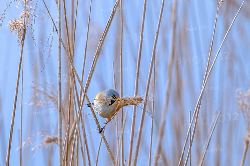 Bearded reedling, bearded tit (Panurus biarmicus) male collecting seed heads in beak as nesting material for nest building in reed bed in spring