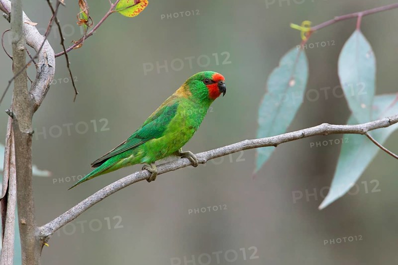 Little Lorikeet (Parvipsitta pusilla), Victoria, Australia