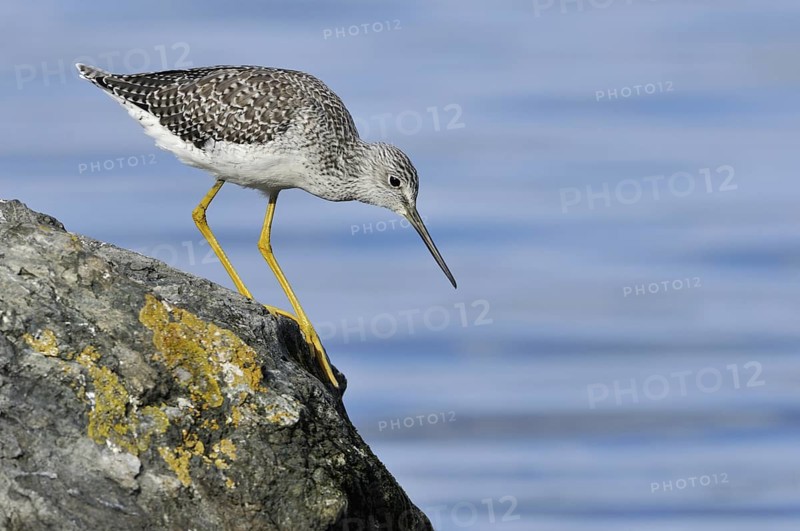 Greater Yellowlegs (Tringa melanoleuca), British Columbia, Canada