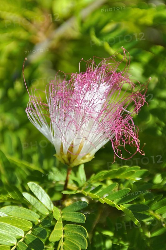 Pink Fairy Duster (Calliandra eriophylla) inflorescence, Cuba, Caribbean