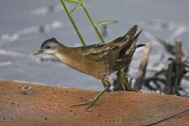Little Crake (Porzana parva), Lesvos, Greece