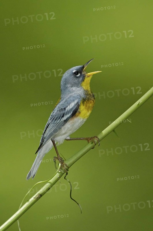 Northern Parula (Setophaga americana) singing, Texas, USA