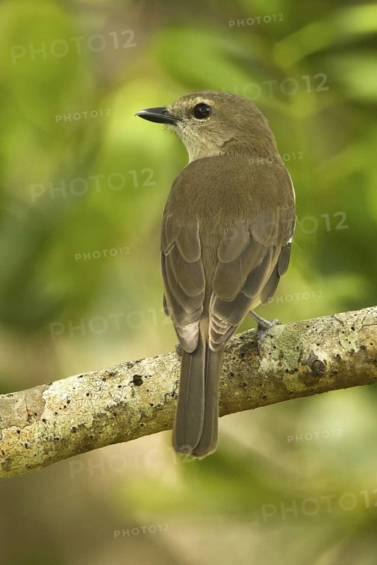 Grey Whistler (Pachycephala simplex), Northern Territory, Australia
