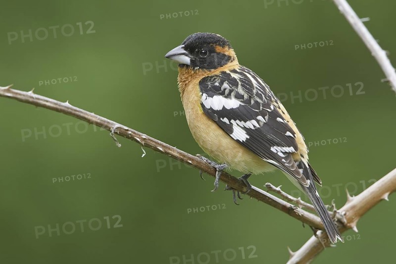 Black-headed Grosbeak (Pheucticus melanocephalus) male, British Columbia, Canada