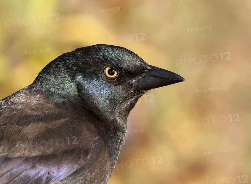 Common Grackle (Quiscalus quiscula) juvenile, Saskatchewan, Canada