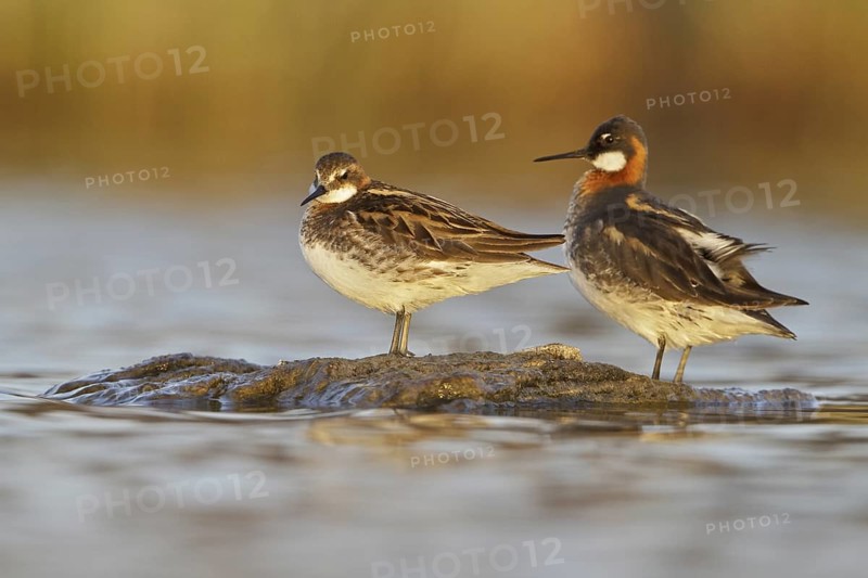 Red-necked Phalarope (Phalaropus lobatus), Manitoba, Canada