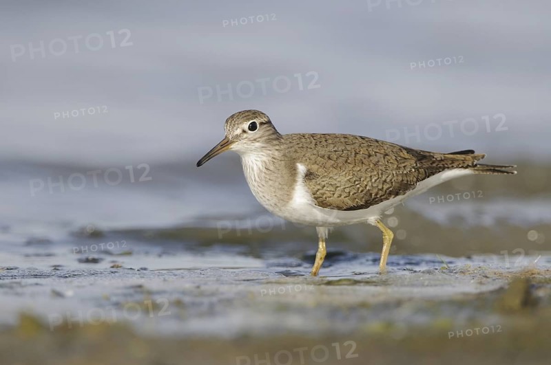 Common Sandpiper (Actitis hypoleucos), France