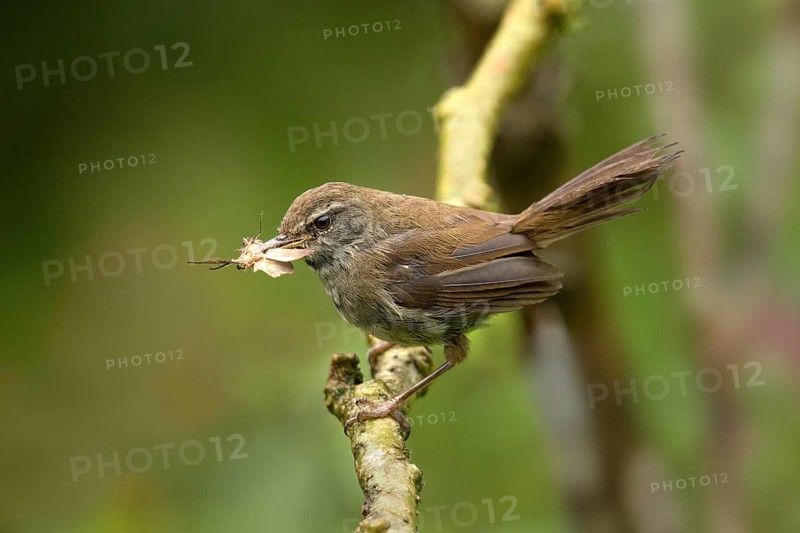 Müllerbuschsänger (Horornis vulcanius) perched on a branch with insect in beak, Sabah, Malaysia