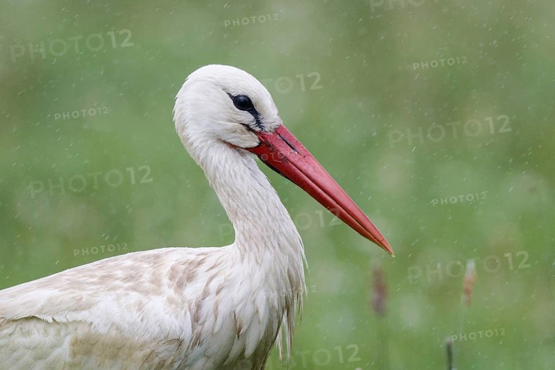 White Stork (Ciconia ciconia), North Rhine-Westphalia, Germany