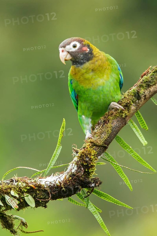 Brown-hooded Parrot (Pyrilia haematotis) perched on a branch in Costa Rica